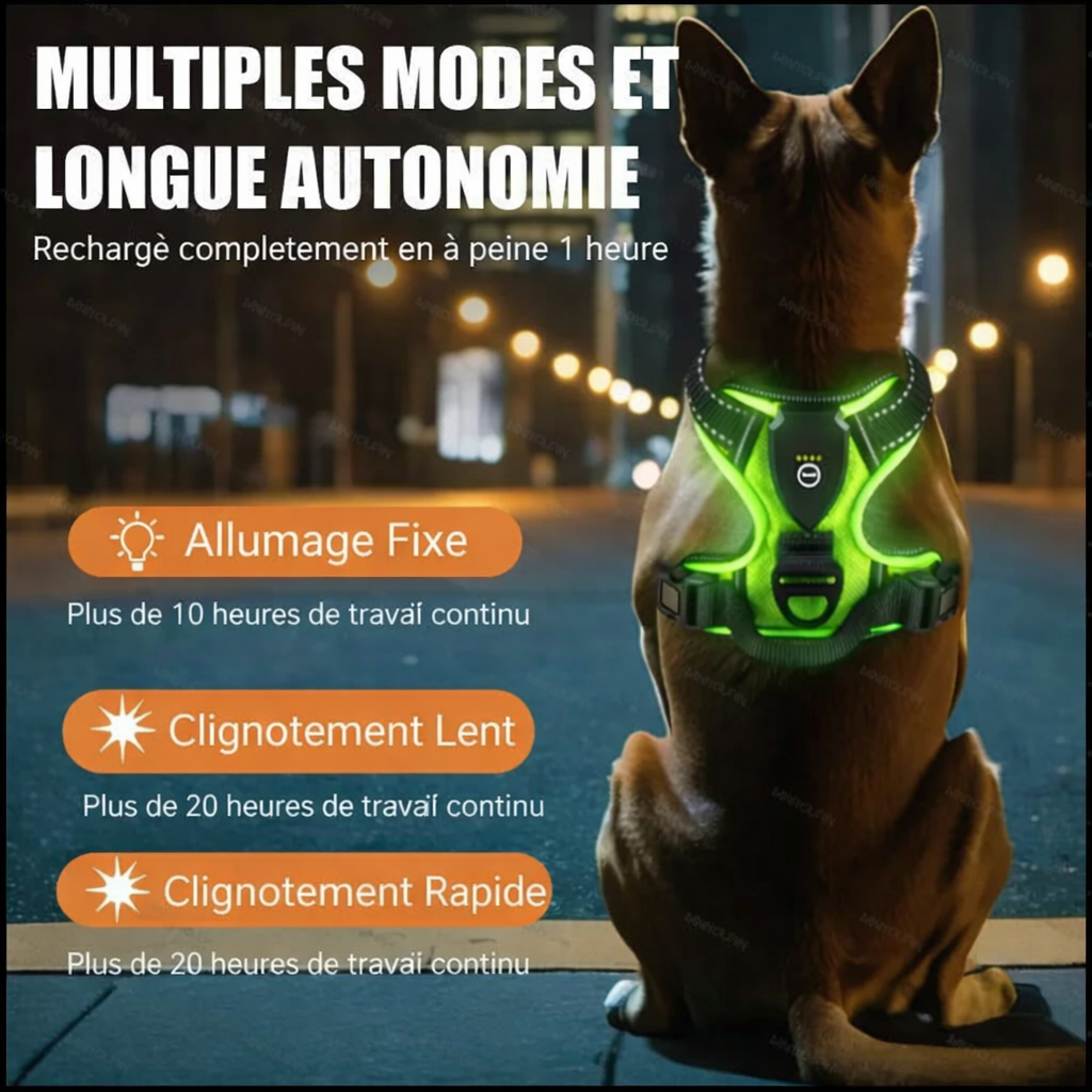 Harnais LED lumineux rechargeable pour chien – Ajustable & anti-traction