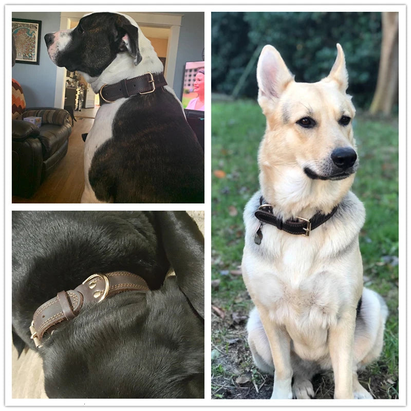 Collier en cuir véritable à double anneau pour chien