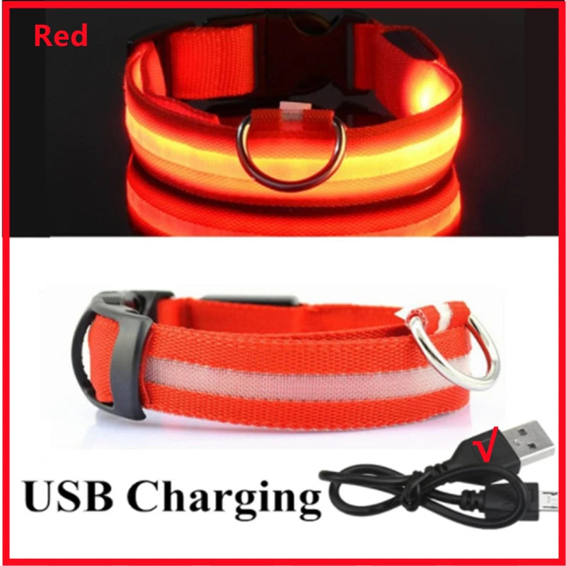 Collier lumineux rechargeable par USB pour chien