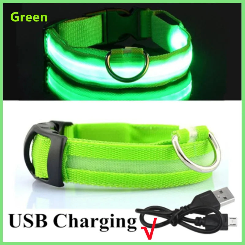 Collier lumineux rechargeable par USB pour chien