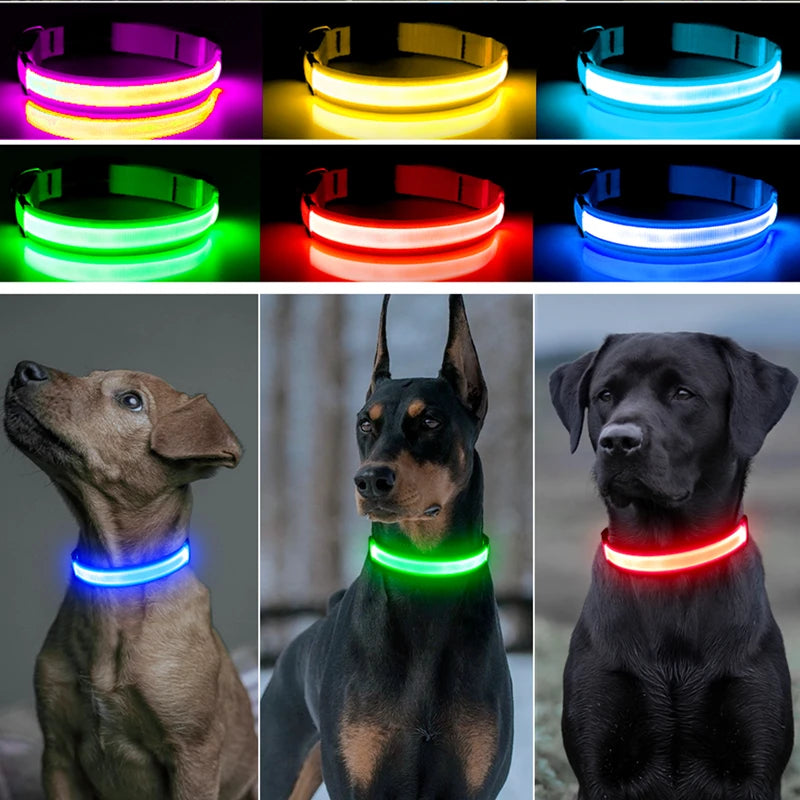 Collier lumineux rechargeable par USB pour chien