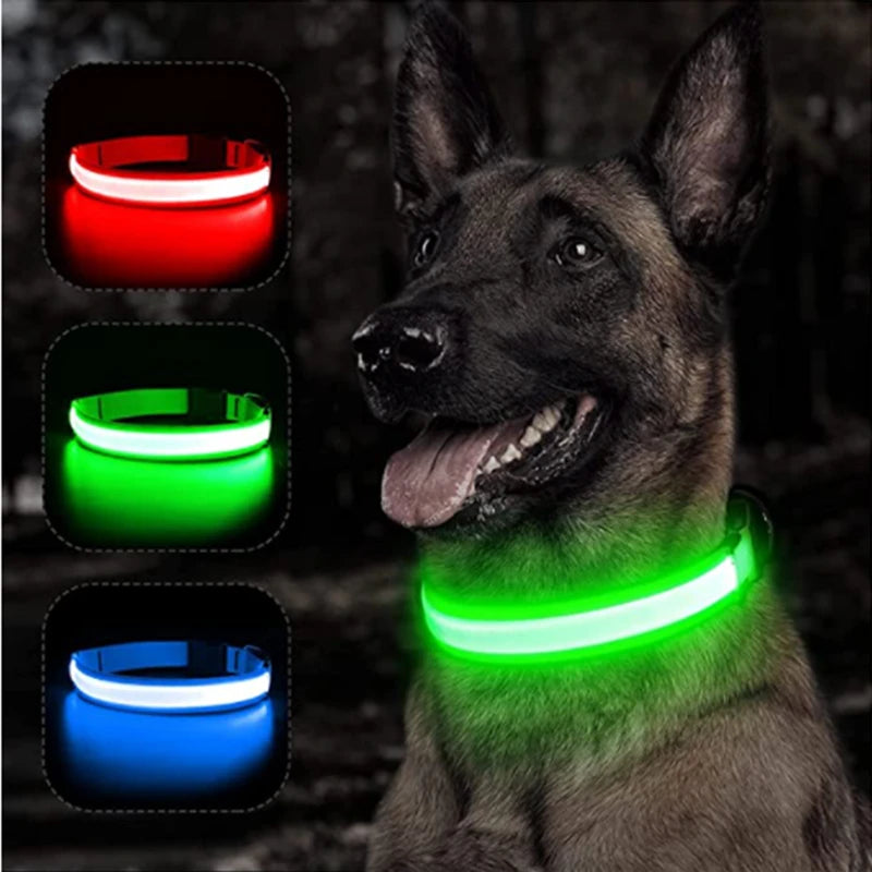 Collier lumineux rechargeable par USB pour chien