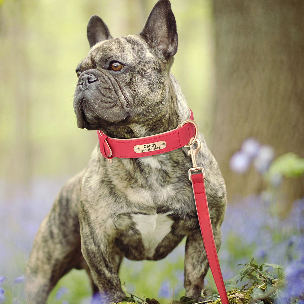 Collier et laisse rembourrés en simili cuir pour chien